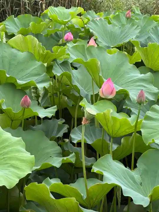 上野東照宮(東京都)