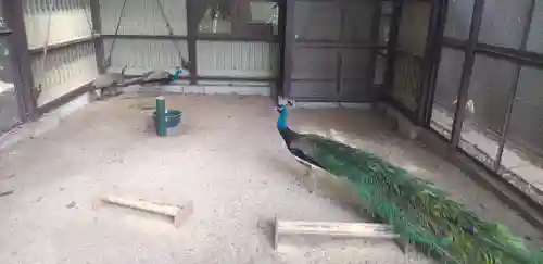 岩槻久伊豆神社の動物