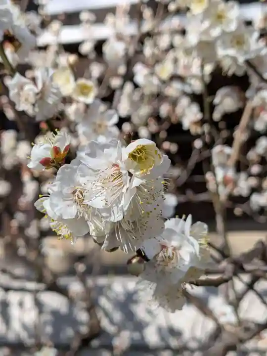 福蔵院(東京都)