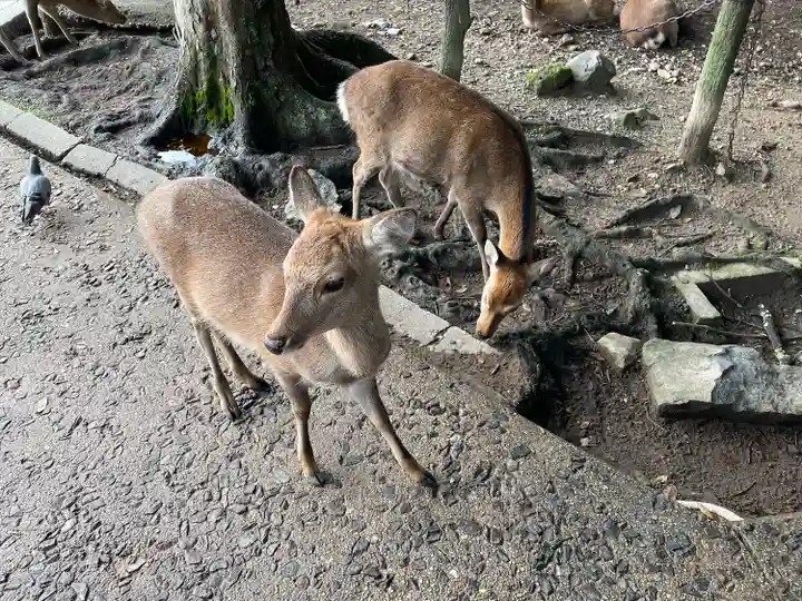 東大寺(奈良県)