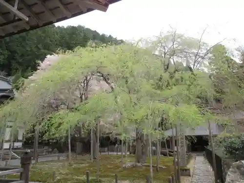 常照皇寺の庭園