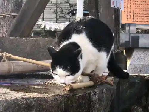 王子神社の動物