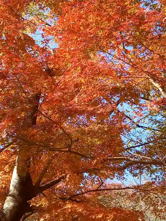 たつの市 常照寺の自然