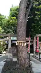 中野沼袋氷川神社の自然