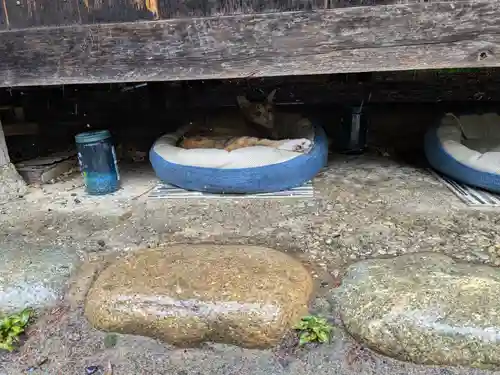 八幡社（柏井町）の動物