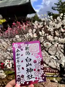 白山神社の御朱印 2025年04月01日(火)〜(2025年04月01日(火) 19時11分45秒投稿)