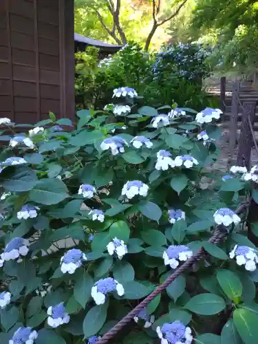 高幡不動尊　金剛寺(東京都)