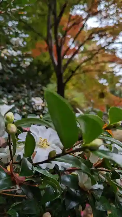 霊鑑寺門跡(京都府)