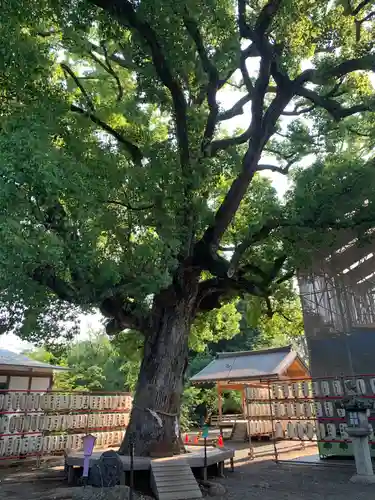 平野神社の自然