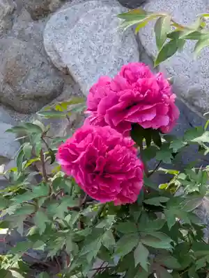 愛染院(東京都)