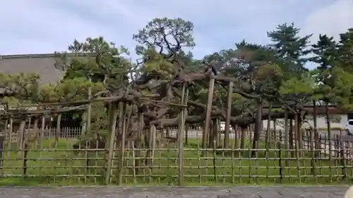 大光院 新田寺の庭園