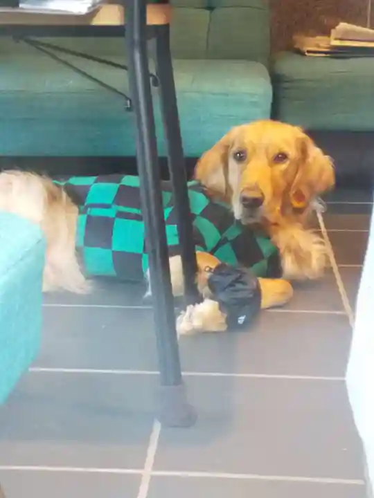 御誕生寺(猫寺)の動物