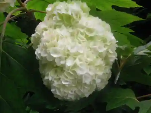 御霊神社の自然