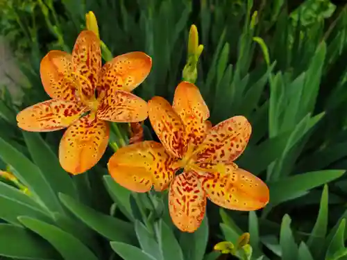 沙沙貴神社(滋賀県)