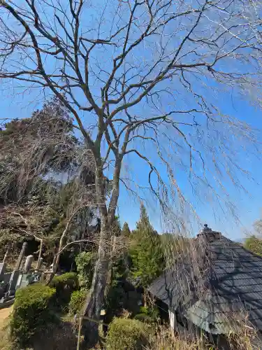 真福寺の自然