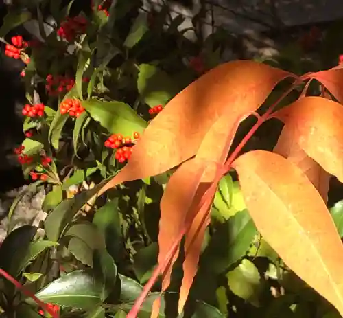 馬橋稲荷神社の自然