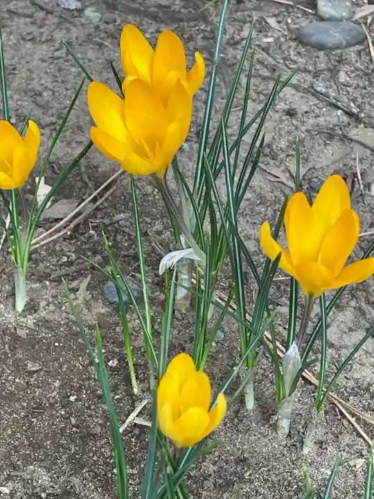 菊田神社の自然