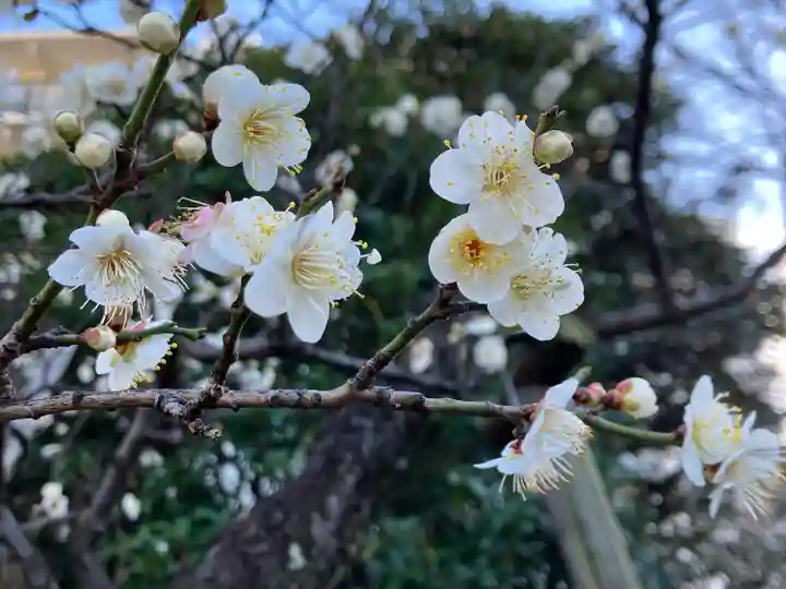 亀戸天神社(東京都)