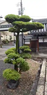 專稱寺（専称寺）の自然