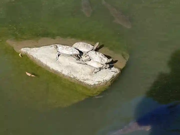 出雲大社北島国造館 出雲教(島根県)