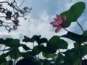 大雄院の自然(2019年08月31日(土) 17時31分26秒投稿)