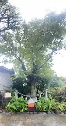 溝口神社の自然