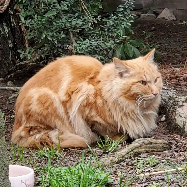 重蔵神社の動物