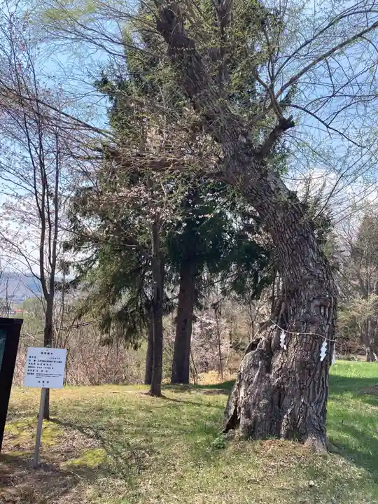 留辺蘂神社の自然
