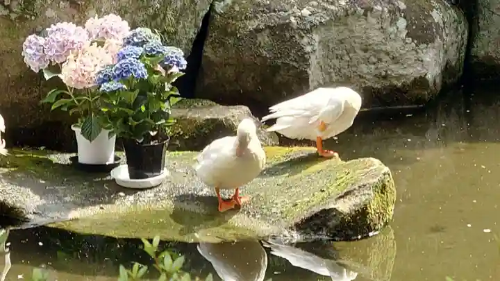 楽法寺(雨引観音)(茨城県)