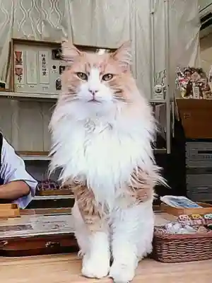 駒込妙義神社(東京都)