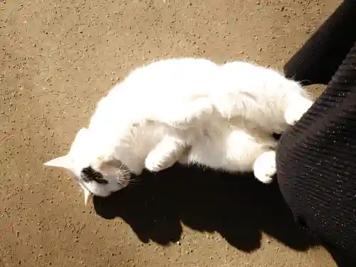 野々宮神社の{uncategorized: "未分類", other: "その他", undefined: "問題あり", building: "その他建物", grave: "お墓", sacred_gate: "鳥居", guardian: "狛犬", statue: "像", buddha: "仏像", history: "歴史", nature: "自然", garden: "庭園", animal: "動物", pagoda: "塔", temizu: "手水舎", mountain_gate: "山門・神門", sanctuary: "本殿・本堂", subordinate: "末社・摂社", art: "芸術", scenery: "景色", jizo: "地蔵", ema: "絵馬", goshuin: "御朱印", omikuji: "おみくじ", items: "授与品その他", amulet: "お守り", goshuincho: "御朱印帳", eats: "食事", festival: "お祭り", votive_dance: "神楽", shichigosan: "七五三参", wedding: "結婚式", experience: "体験その他", initially: "初詣", around: "周辺", anti_infection: "感染症対策"}