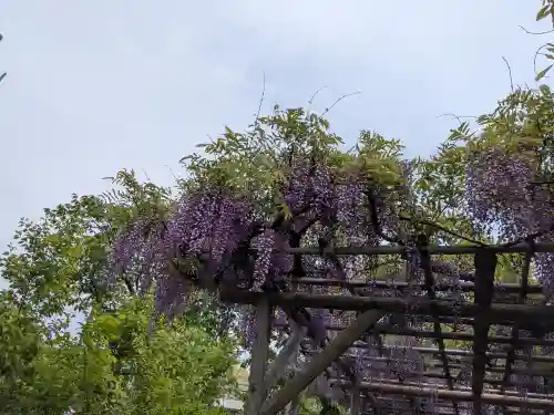 亀戸天神社(東京都)
