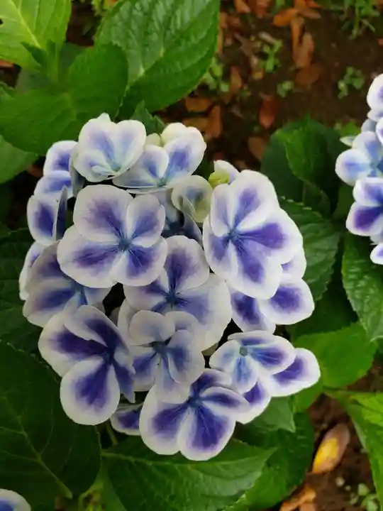 白金氷川神社(東京都)