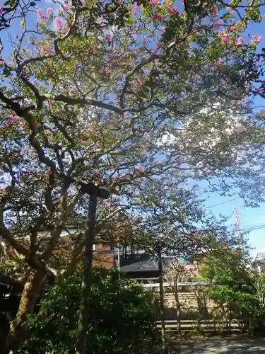 補陀落寺の自然