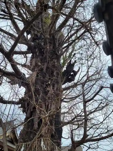 飛木稲荷神社の自然