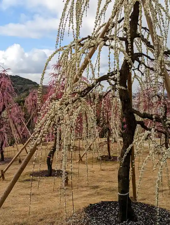 三室戸寺(京都府)