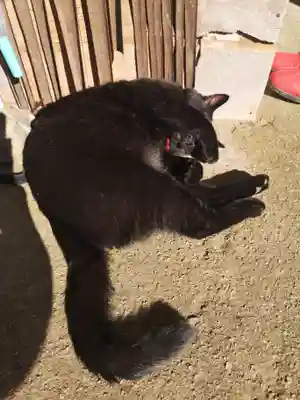 高司神社〜むすびの神の鎮まる社〜(福島県)