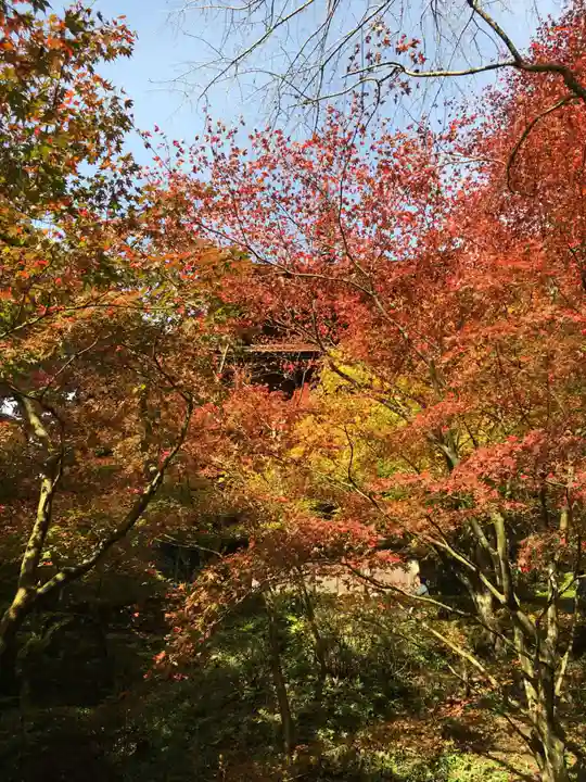金剛輪寺の自然