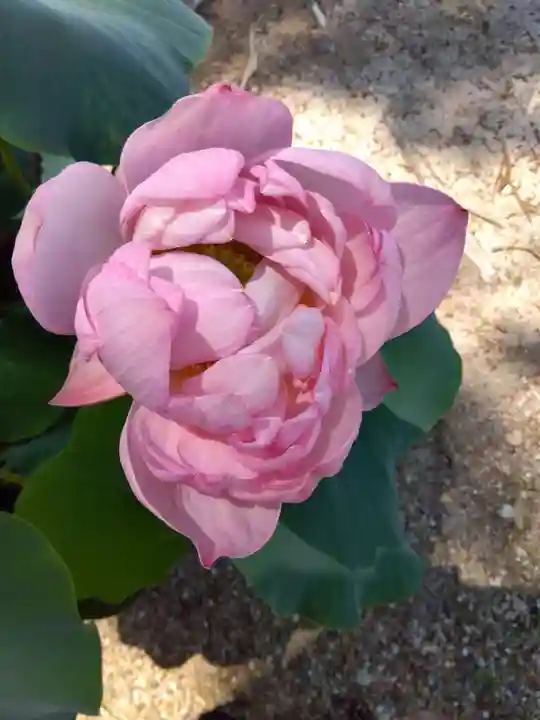 西大寺(奈良県)