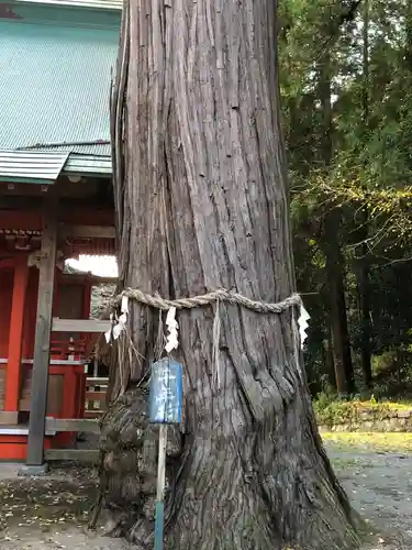 雲八幡宮の自然