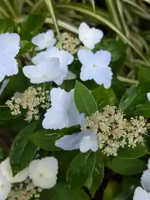 大綱金刀比羅神社(神奈川県)