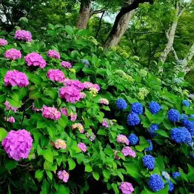 普門寺(切り絵御朱印発祥の寺)(愛知県)