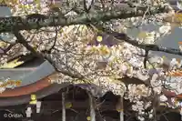 大麻比古神社(徳島県)
