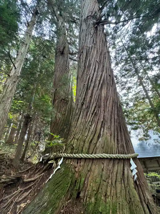 戸隠神社火之御子社(長野県)