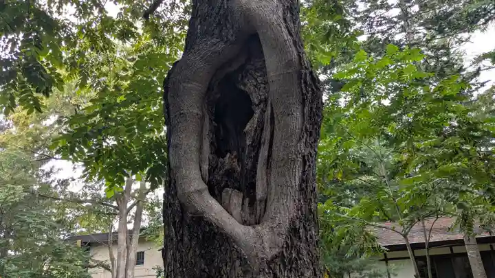 十勝護国神社の自然