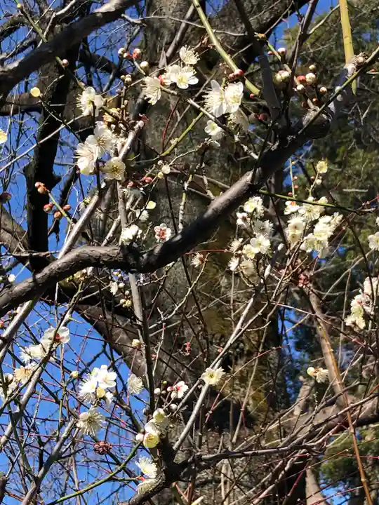 阿佐ヶ谷神明宮の自然