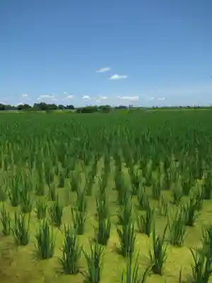 神明神社(千葉県)