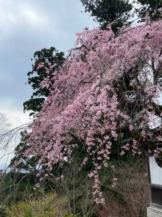 高尾山薬王院の自然