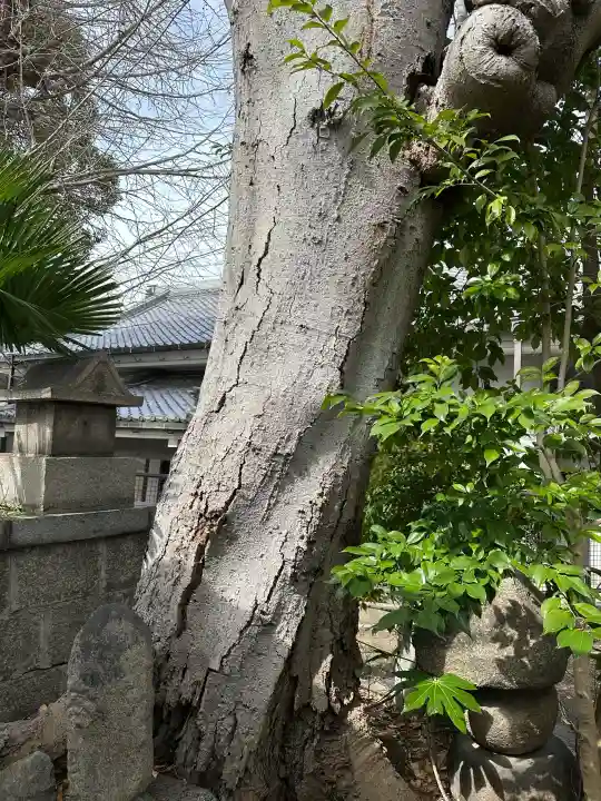 鎮宅霊符社の{uncategorized: "未分類", other: "その他", undefined: "問題あり", building: "その他建物", grave: "お墓", sacred_gate: "鳥居", guardian: "狛犬", statue: "像", buddha: "仏像", history: "歴史", nature: "自然", garden: "庭園", animal: "動物", pagoda: "塔", temizu: "手水舎", mountain_gate: "山門・神門", sanctuary: "本殿・本堂", subordinate: "末社・摂社", art: "芸術", scenery: "景色", jizo: "地蔵", ema: "絵馬", goshuin: "御朱印", omikuji: "おみくじ", items: "授与品その他", amulet: "お守り", goshuincho: "御朱印帳", eats: "食事", festival: "お祭り", votive_dance: "神楽", shichigosan: "七五三参", wedding: "結婚式", experience: "体験その他", initially: "初詣", around: "周辺", anti_infection: "感染症対策"}