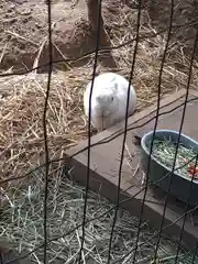 太子堂八幡神社の動物